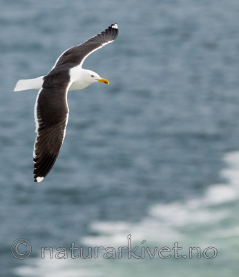 BB 10 0311 / Larus fuscus / Sildemåke